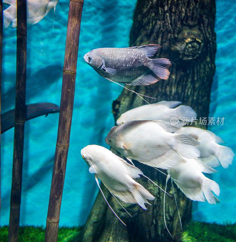 鱼缸里的白色和大理石丝足鱼组