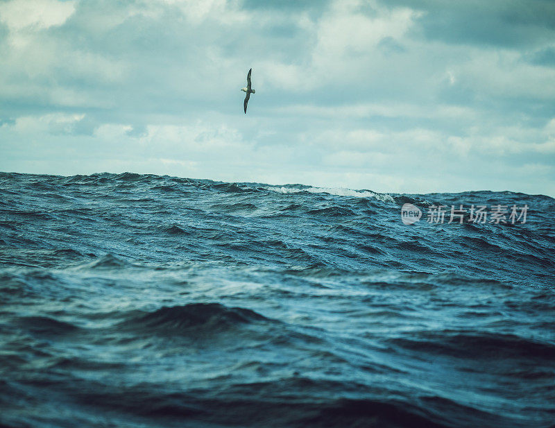 从波涛汹涌的海面上的船只上:鸟和浪