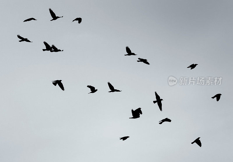 一群飞翔的黑乌鸦在灰暗的天空中飞翔