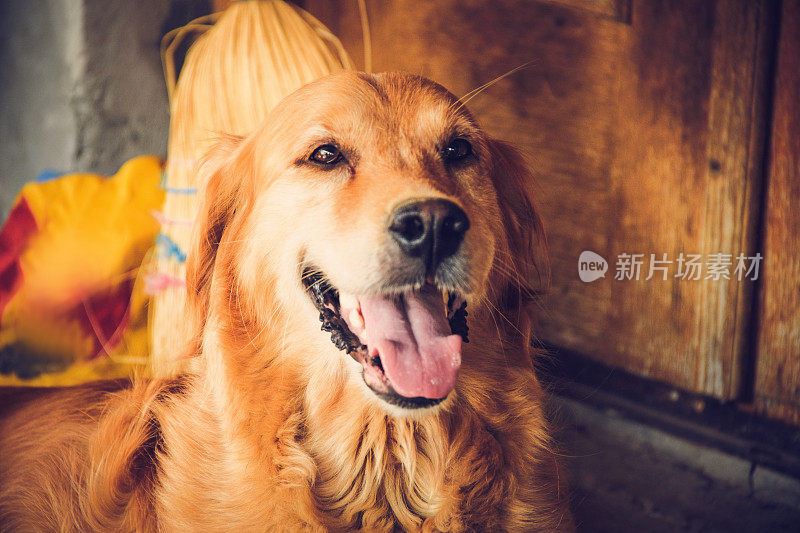 美丽的金毛寻回犬的肖像