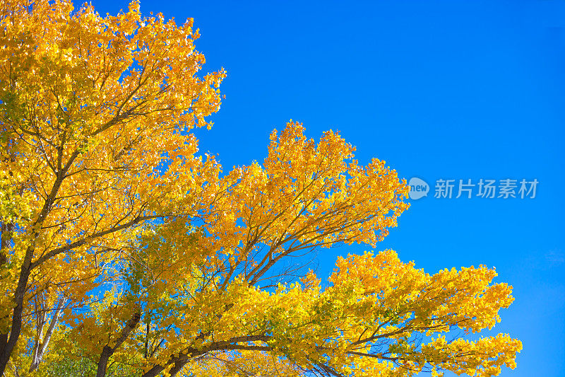 生机勃勃的黄秋榆树;蓝色的天空背景