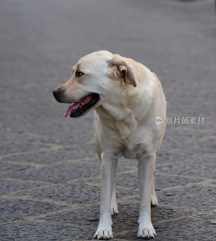 西西里的拉布拉多寻回犬