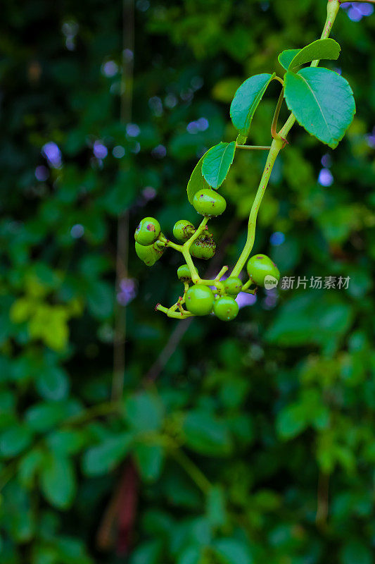 热带榕属植物botryocarpa进行筛选。山核桃科，榕树科，是桑科木本乔木、灌木、藤本、附生植物和半附生植物约850种的属