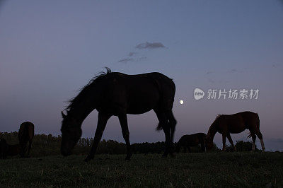 月亮与马