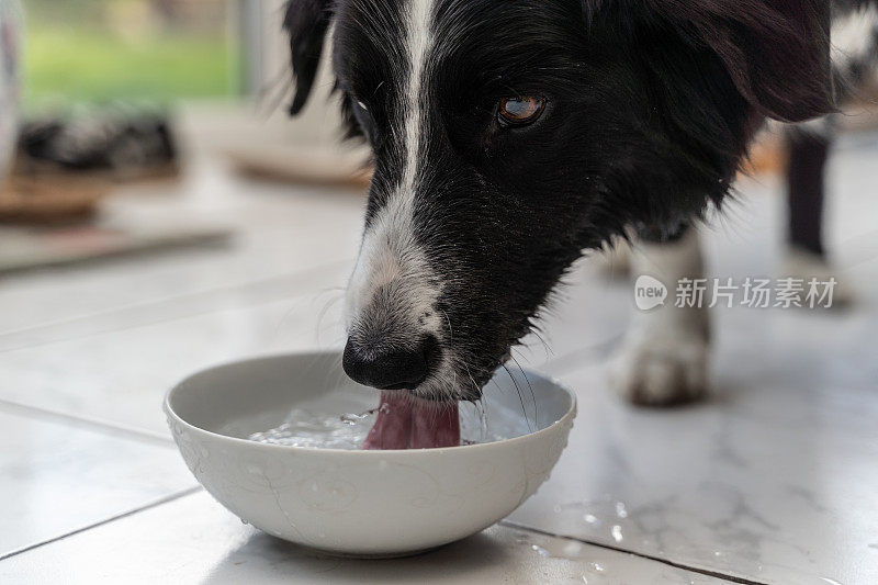 博德牧羊犬用舌头蘸着一碗水喝