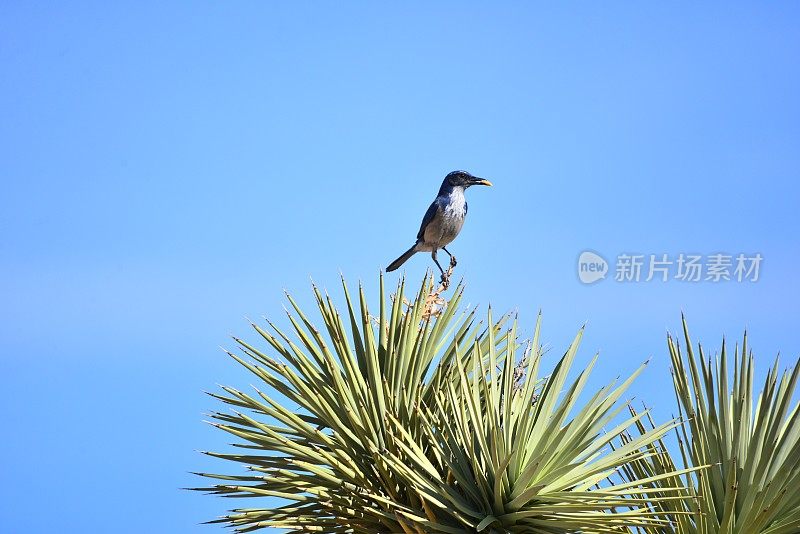 西方灌丛鸦