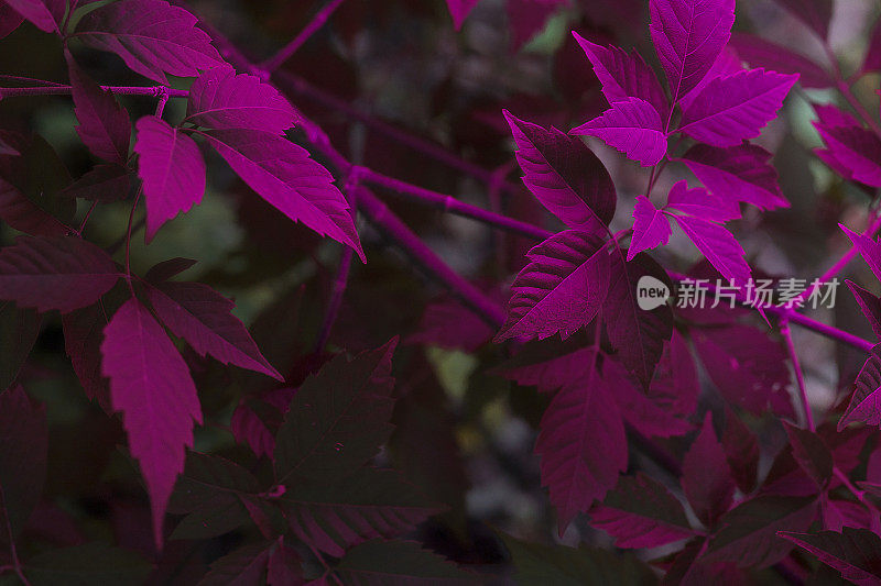 神秘的森林，植物园里一棵五彩缤纷的树叶