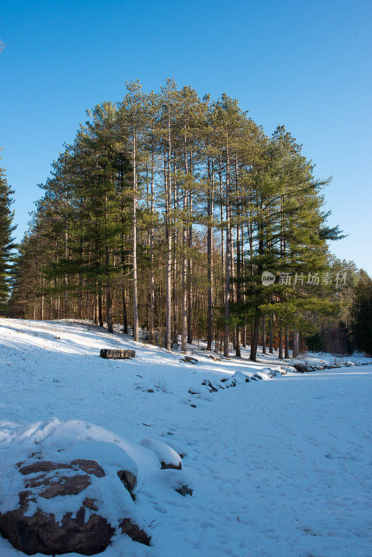 在加拿大安大略省的蓝天下，白雪覆盖的林地
