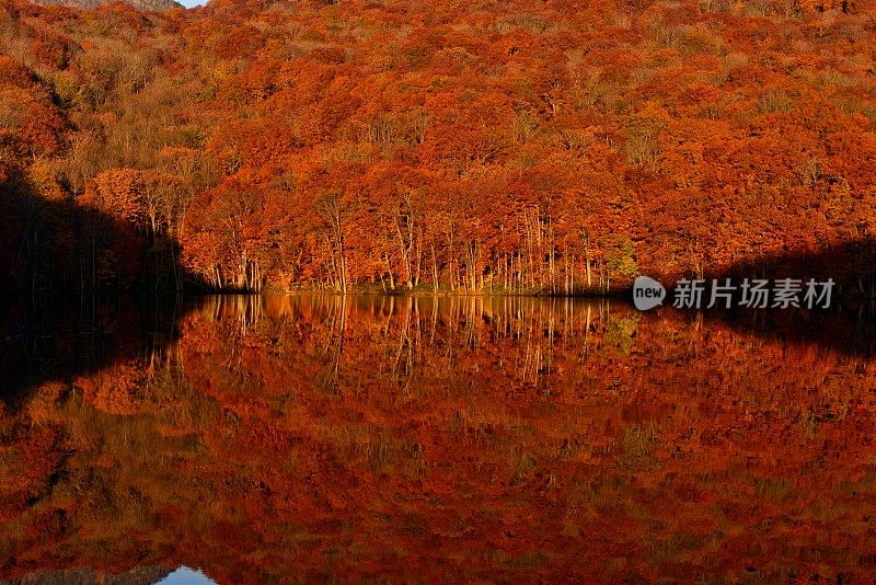 日本东北部和田市秋季沼泽的光影