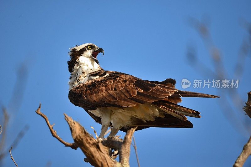 一只鱼鹰栖息在树枝上