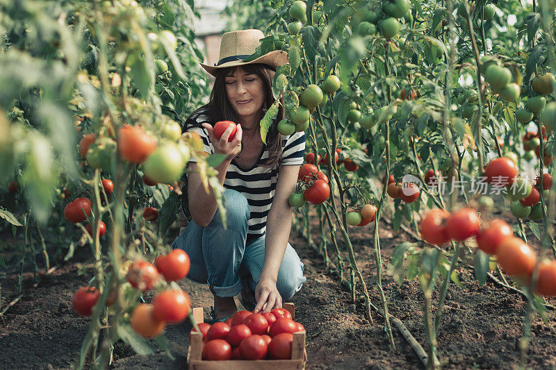 一个女人正在把菜园里的西红柿放进木板条箱里