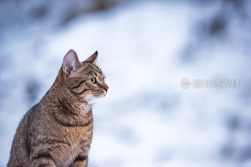 大自然中下雪天的小条纹猫。