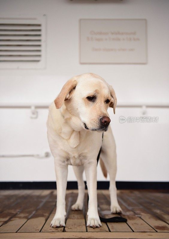 船上甲板上的拉布拉多寻回犬