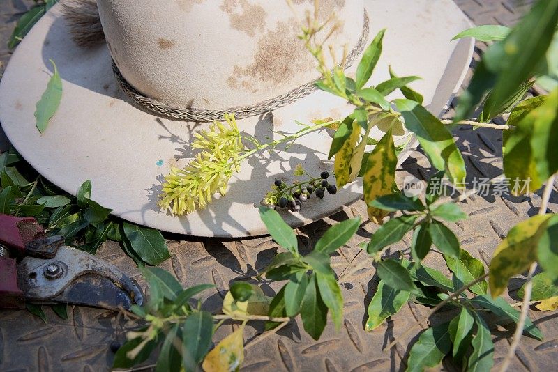 在乡村种植入侵性杂草