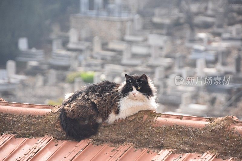 一只在屋顶晒太阳的猫