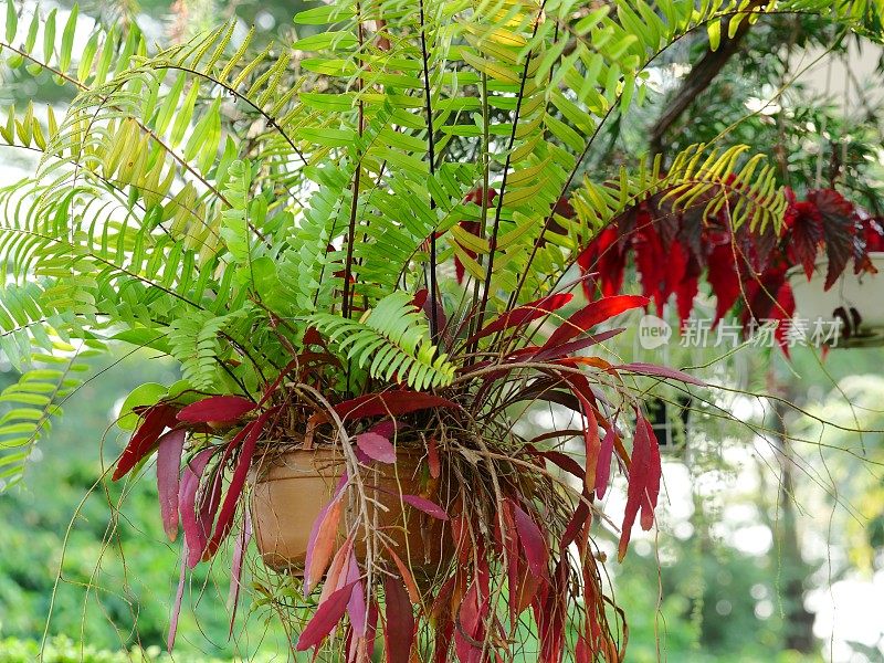 花盆里的戴夫和英国常春藤。鸟笼里的绿色植物