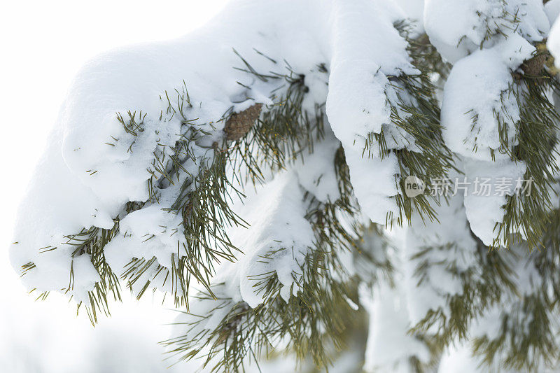 松树枝上的新雪