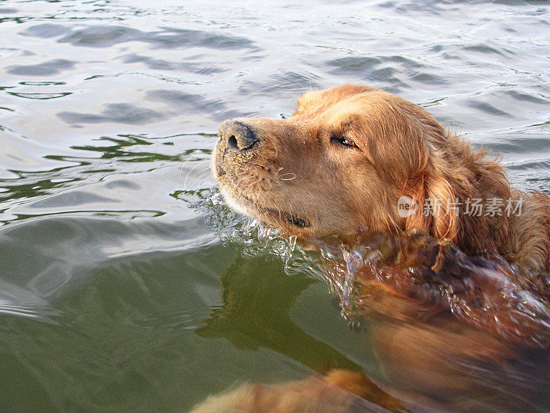 一只金毛寻回犬在海湾里游泳