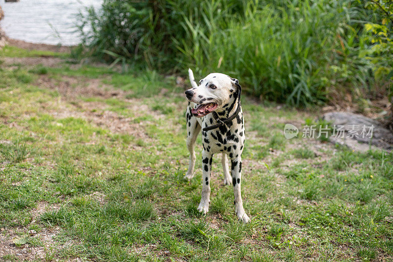 达尔马提亚犬