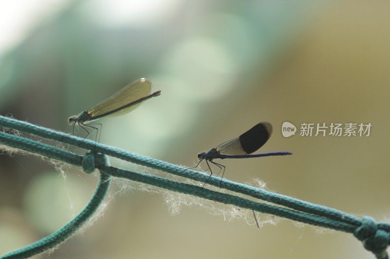 龙飞行昆虫