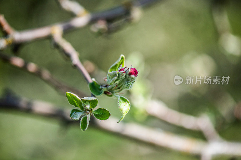 苹果花味蕾