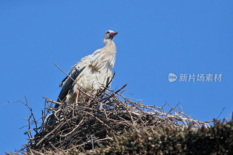 巢中的白鹳