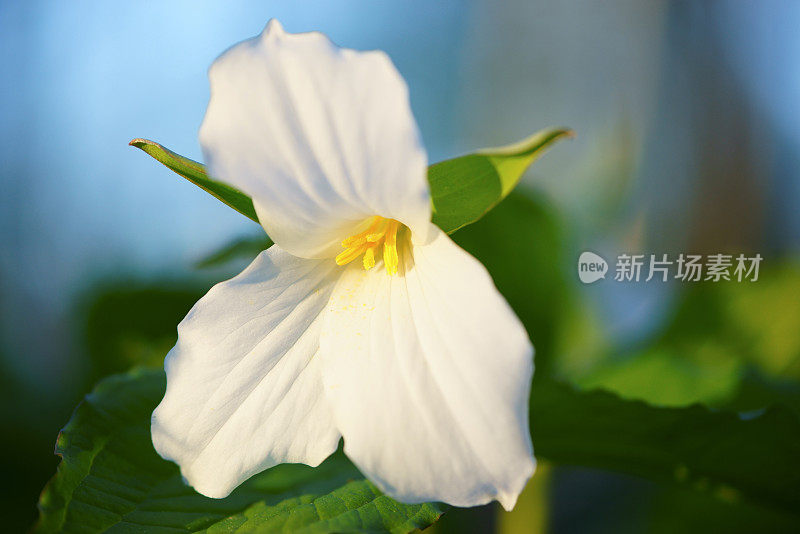 白色Trillium特写