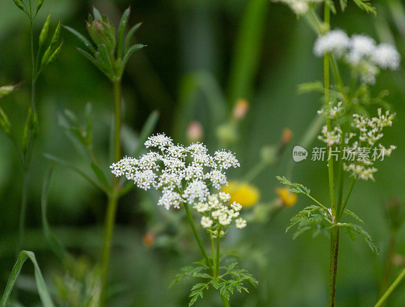 毒芹植物