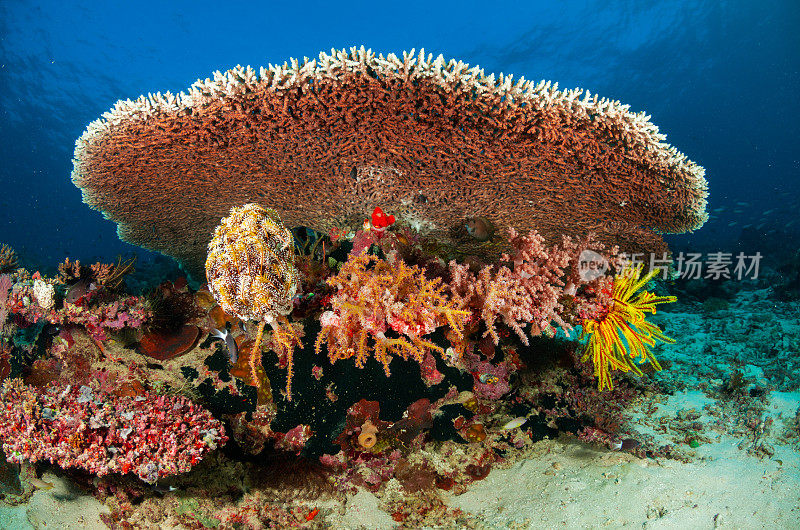 热带水族馆，热带水域海葵大近距离触须