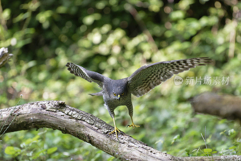 Sparrowhawk(猛禽努力)