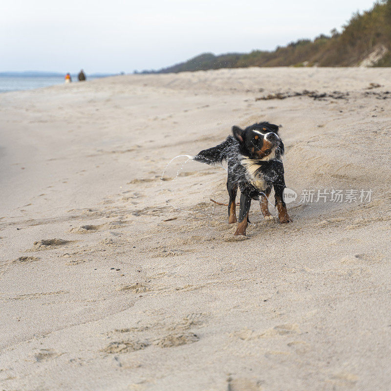 伯恩斯山地犬，泽南猎犬湿狗在阳光明媚的秋日沙滩上游泳。