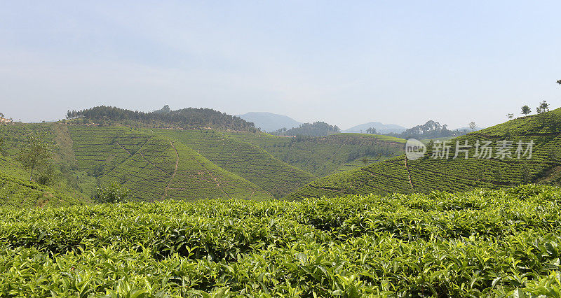 卢旺达靠近Nyungwe森林的茶园