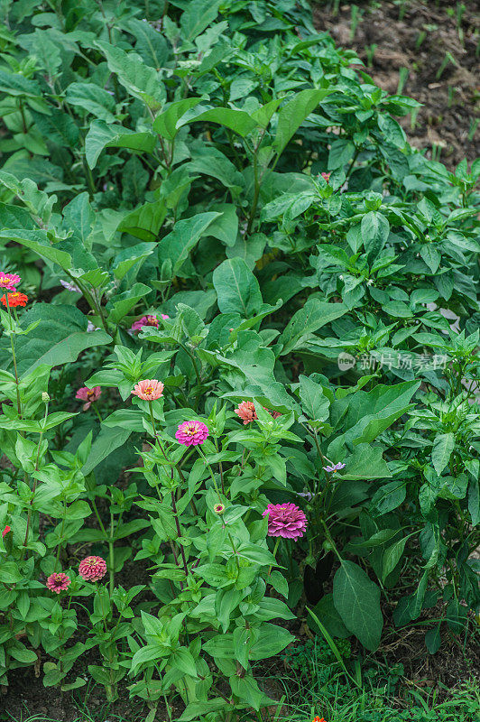 夏季菜园中，茄子和辣椒附近百日菊开花