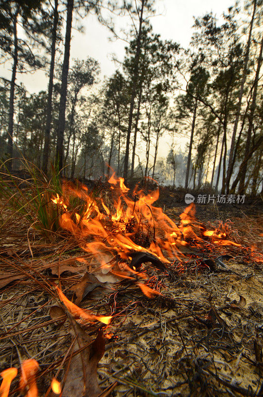 地面水平的小波浪火焰留下燃烧的燃料后，微风推动他们在森林地被植物