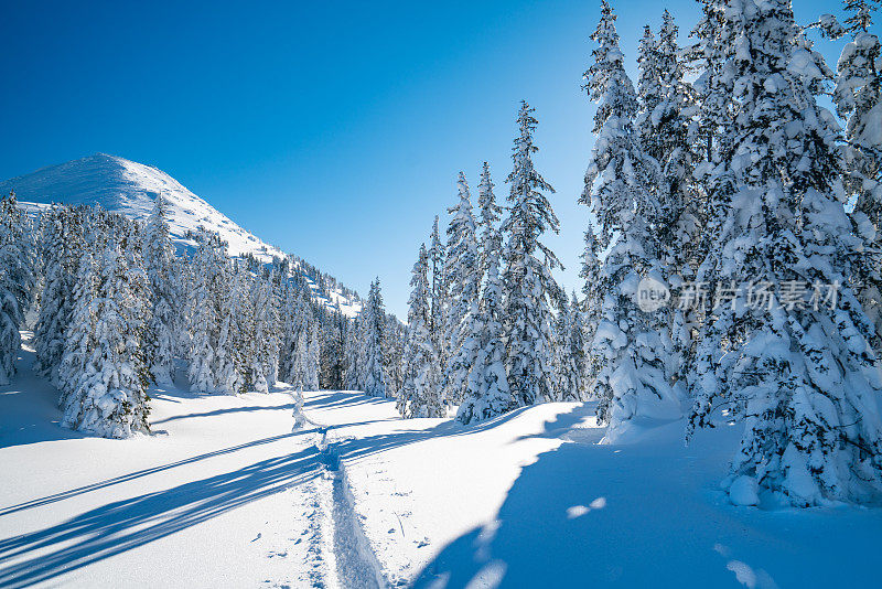 荒凉宁静的冬季山地景观，覆盖着白雪的针叶树