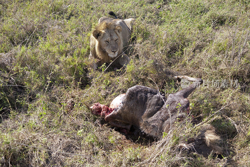 塞伦盖蒂的一头狮子正看着他的猎物