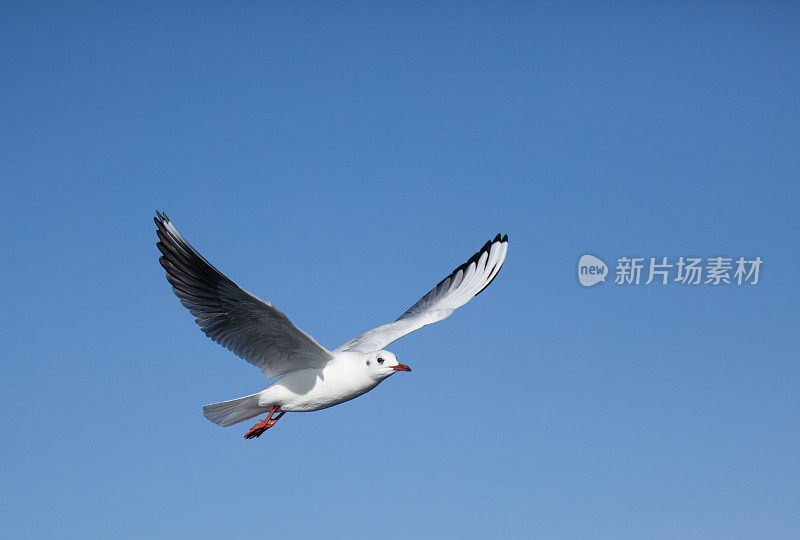 海鸥在蓝天中飞翔