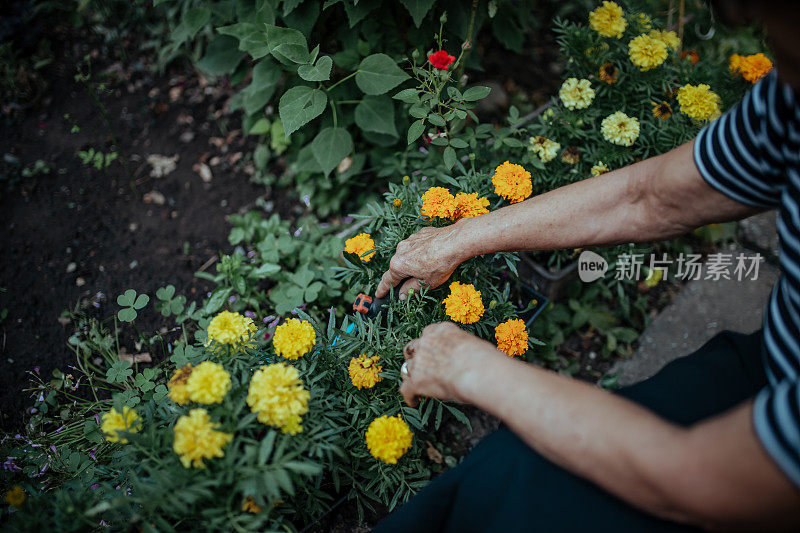 高级女园丁