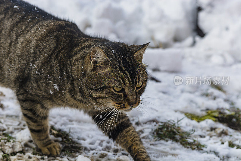 下雪天的猫