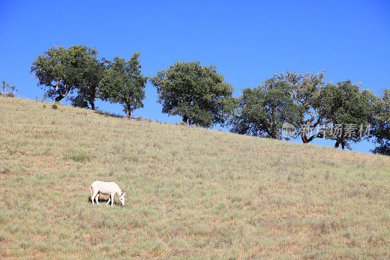 白骡子在草地上吃草