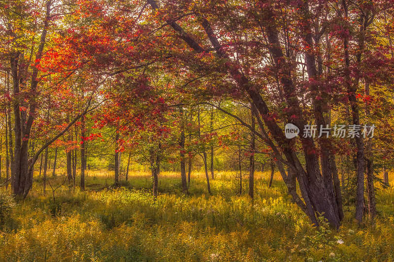 风景风景-红树在森林草地