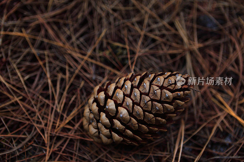 针-植物部分松果单一对象特写