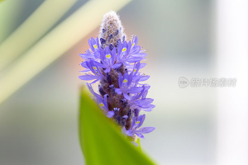 美丽的紫花，自然的背景与复制的空间