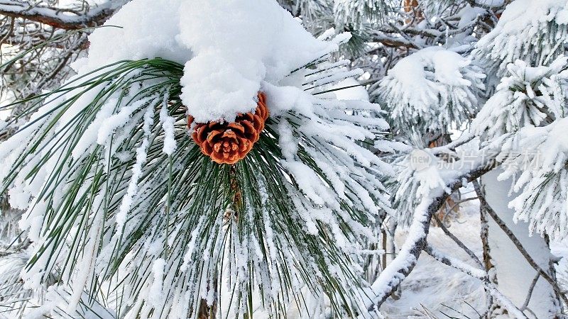 在冬天的黄松球果，近距离在一个积雪的树枝上。