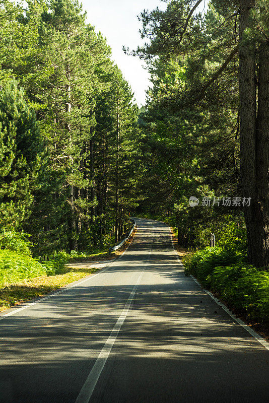 在卡拉布里亚锡拉皮克拉国家公园穿过松林的道路