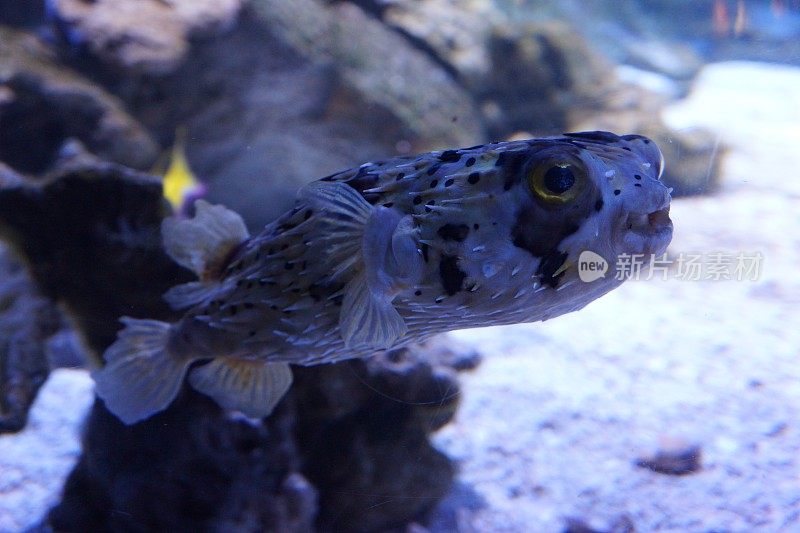 鱼在水族馆游泳的特写镜头