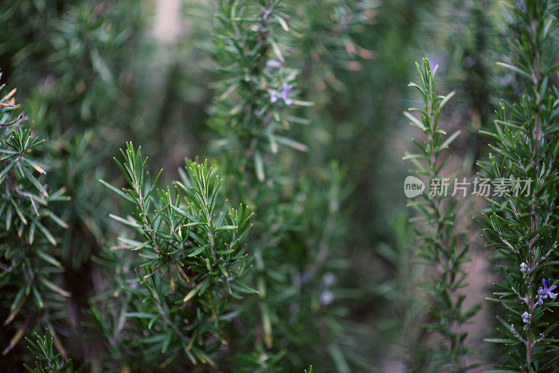 植物与花:迷迭香(迷迭香)