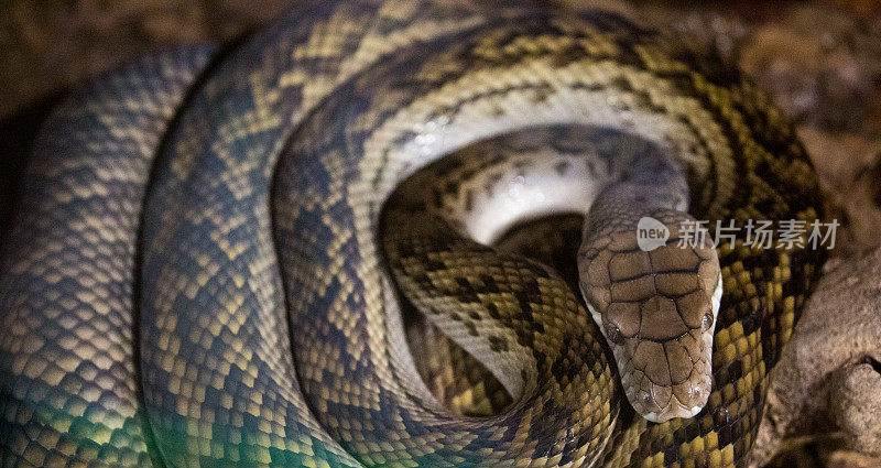 澳大利亚:蟒蛇