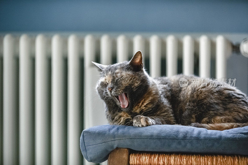 一只欧洲猫在客厅的椅子上打哈欠