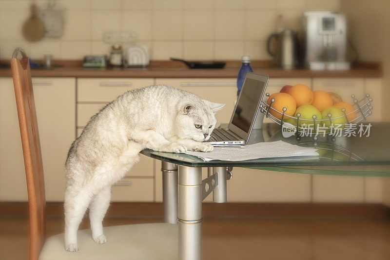 厨房里有猫和笔记本电脑，在家远程办公。在厨房里工作的自由职业者拿着笔记本。远程学习的概念，隔离。